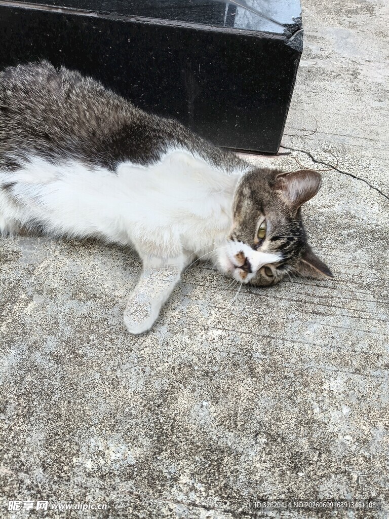 慵懒猫咪惬意躺地