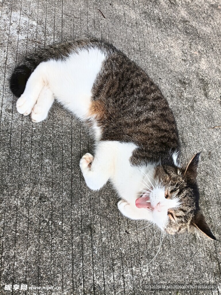 躺卧在地面的三色猫咪