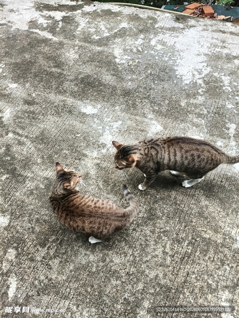 两只小猫亲昵互动