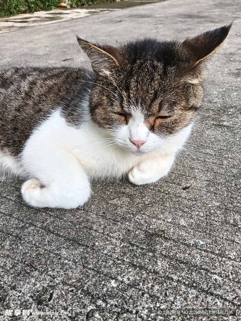 路边休憩的可爱猫咪