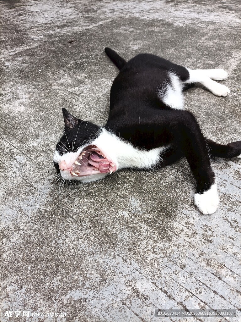 黑白猫咪惬意躺地
