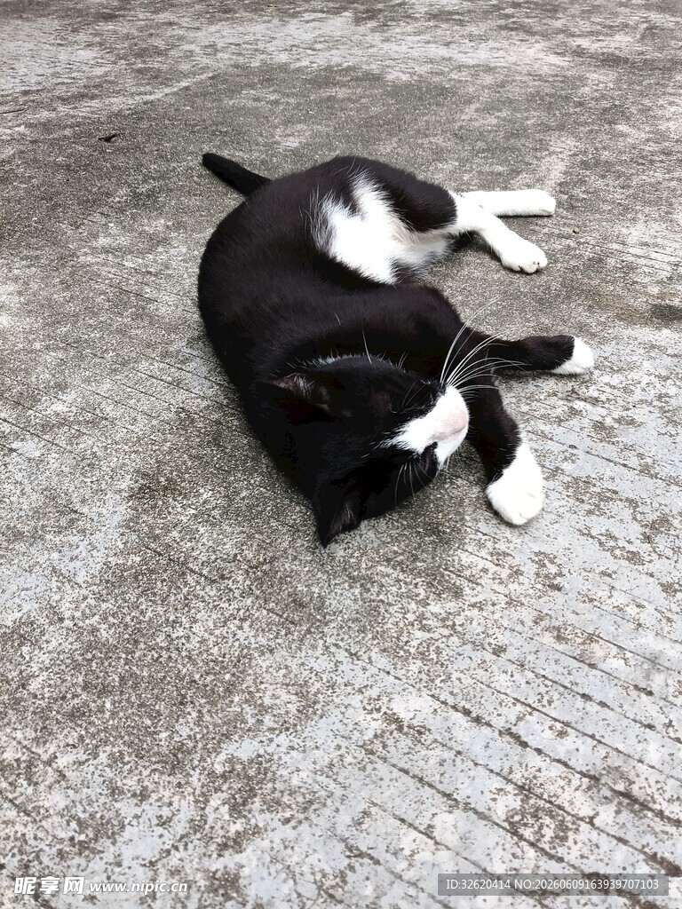 黑白猫咪趴地惬意模样