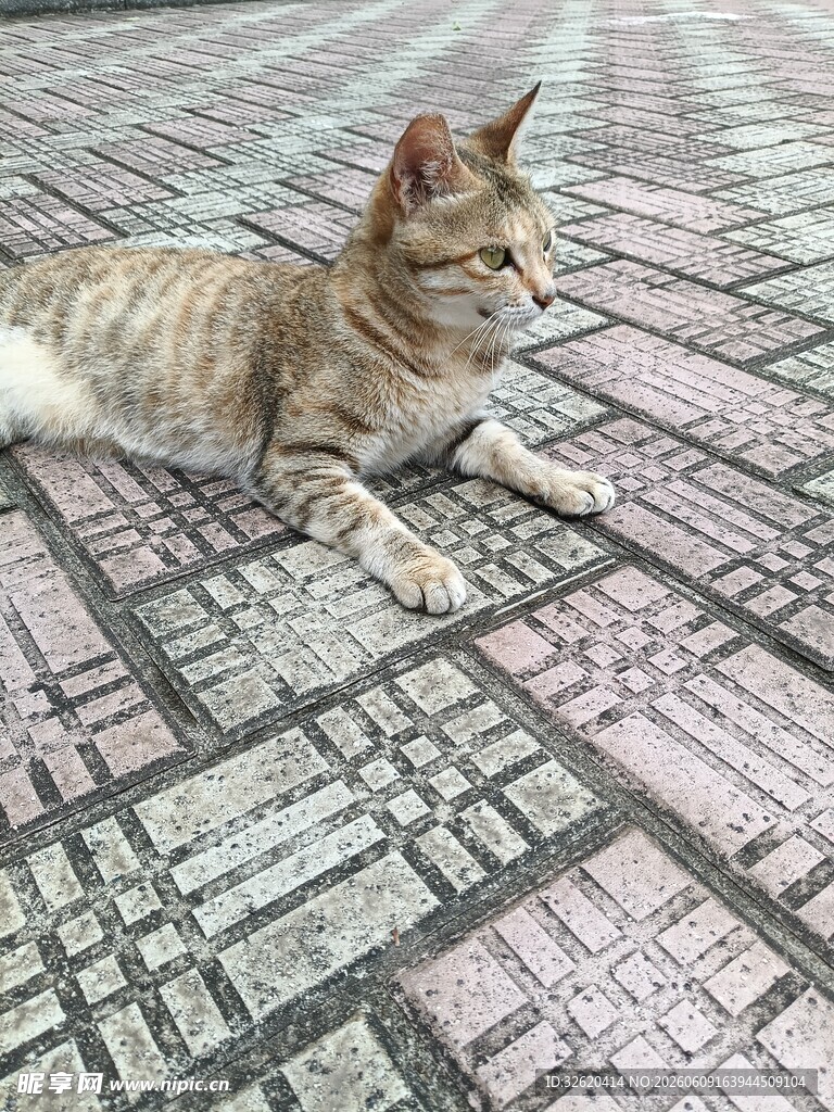 街道上休憩的条纹猫咪