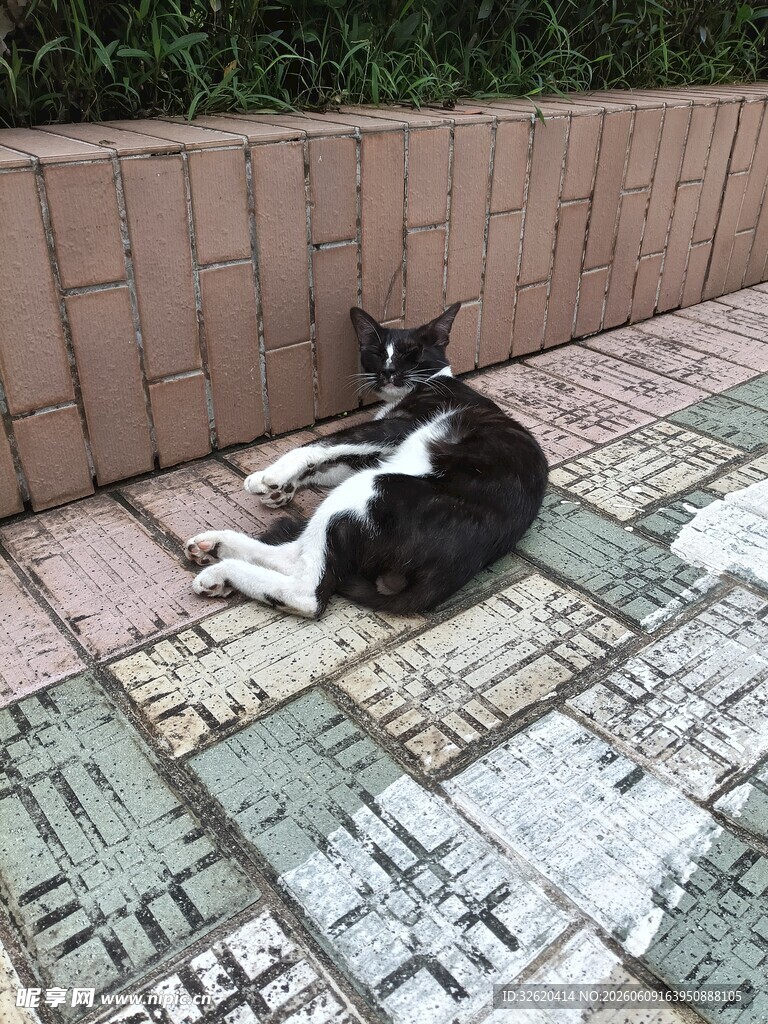 黑白猫咪惬意躺于地砖上