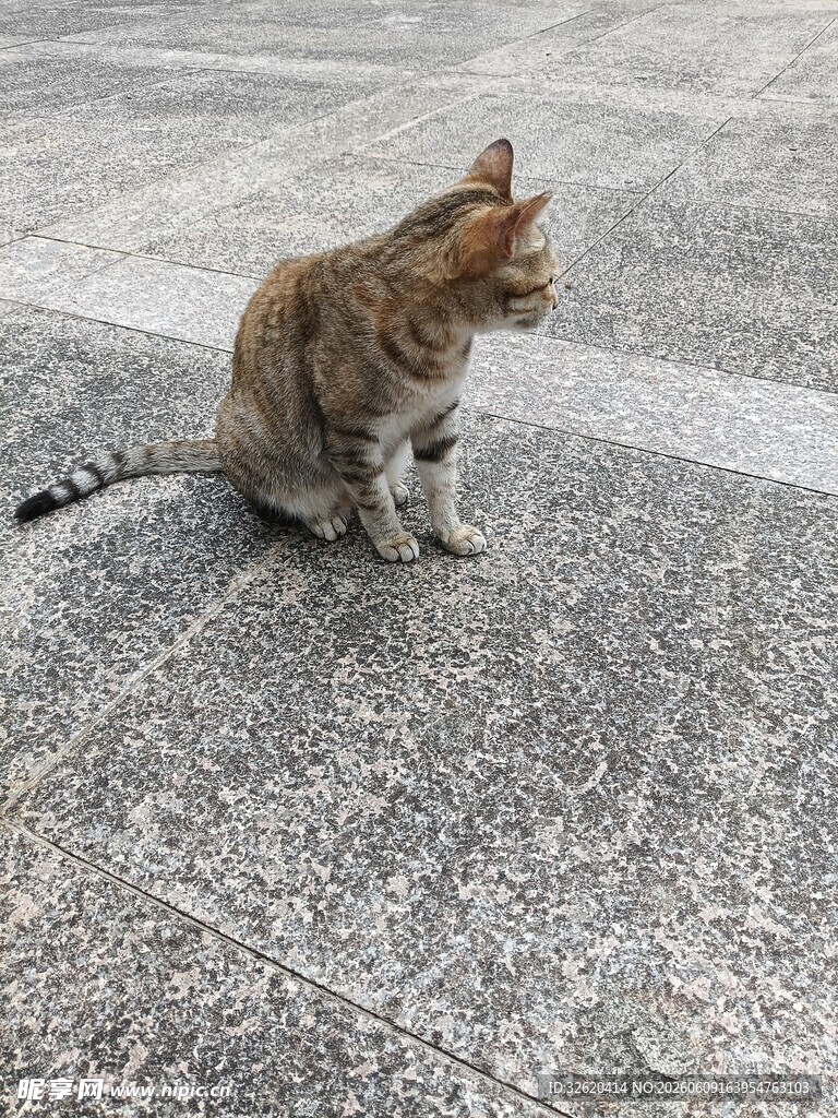 蹲坐的花猫