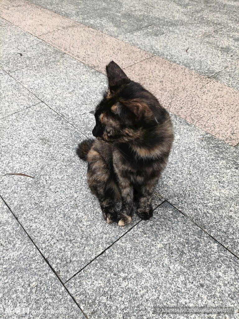 蹲坐地面的可爱小猫咪