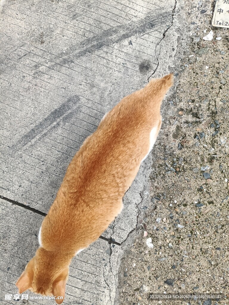 路边低头嗅闻的橘色猫咪