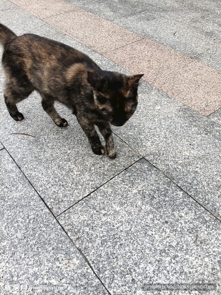 行走在地面的花纹猫咪