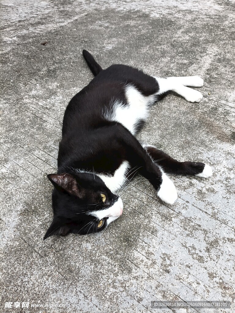 黑白猫咪惬意躺地