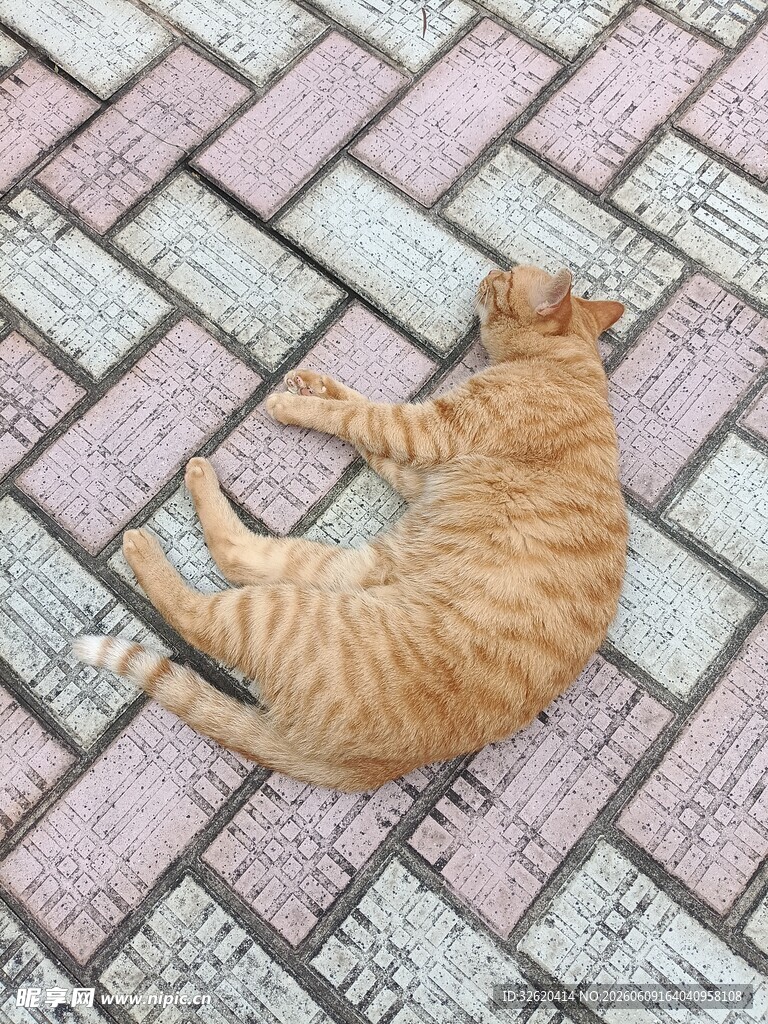 橘猫惬意躺于彩色石板上