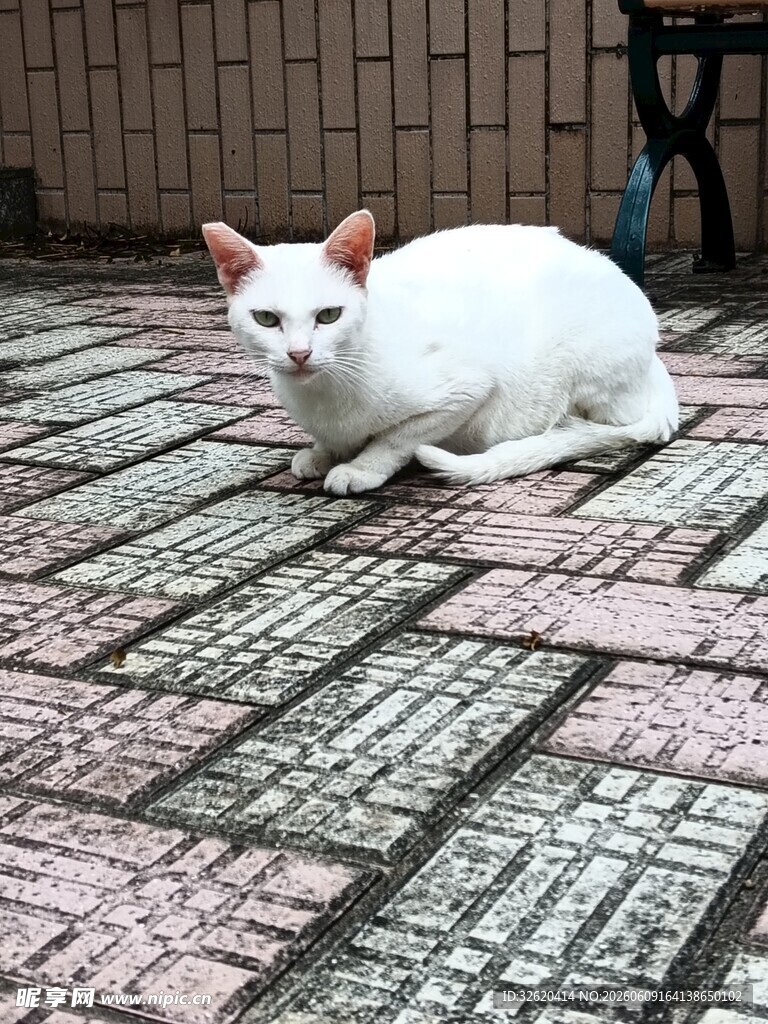 庭院中休憩的白色猫咪