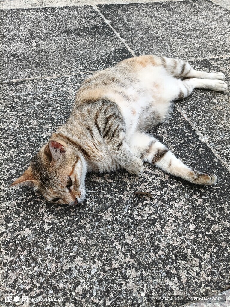 酣睡的猫咪