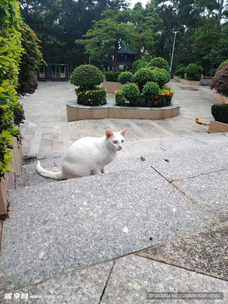 静坐的白色猫咪