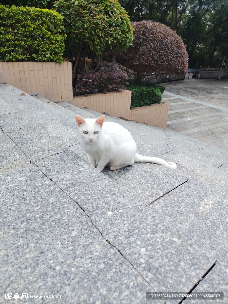 灰白猫咪蹲坐户外石板