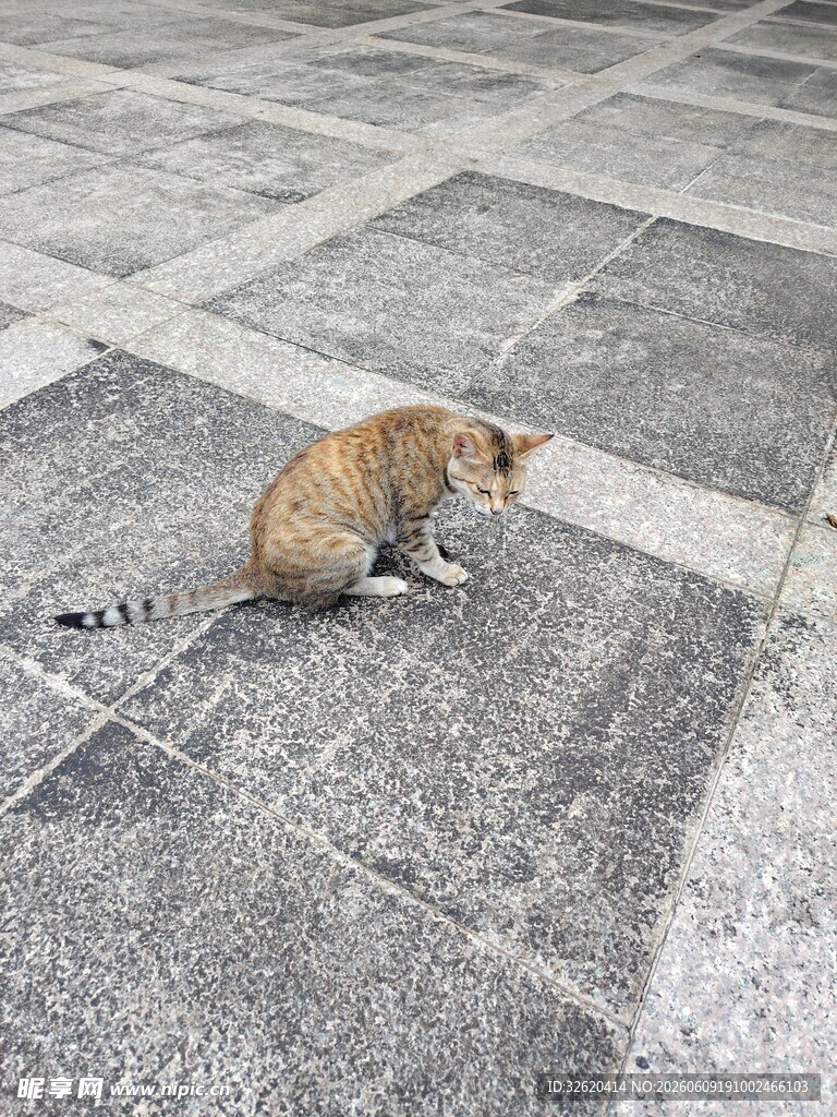 街道上的小猫