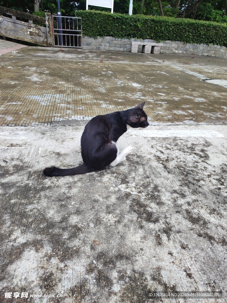 黑猫独坐户外地面