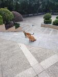 公园中漫步的橘色猫咪