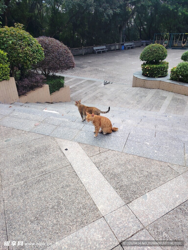 公园中漫步的橘色猫咪