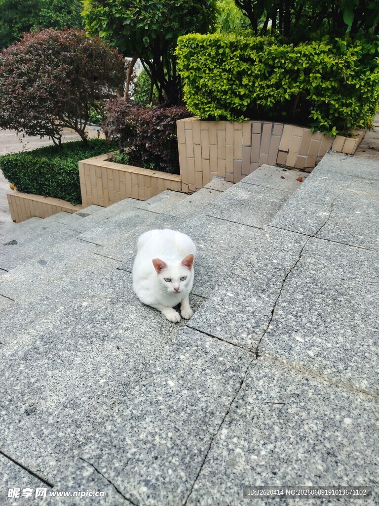 台阶上的可爱猫咪