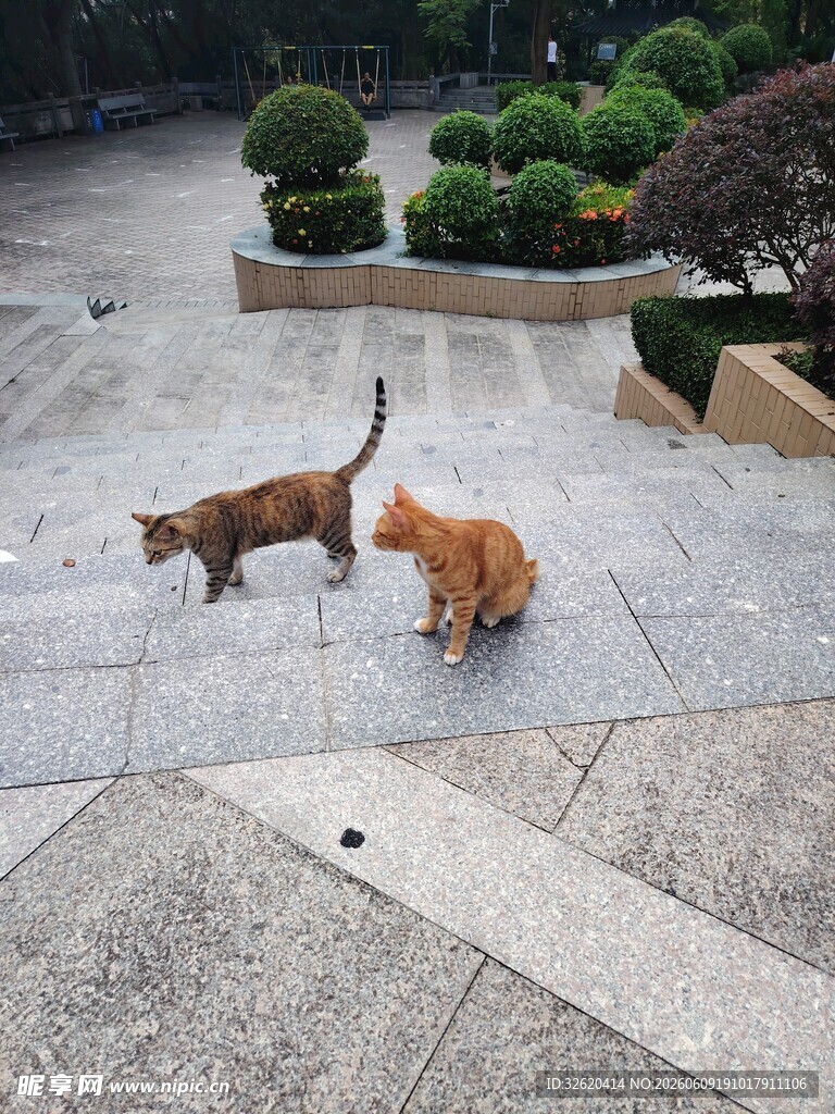 户外两猫互动瞬间