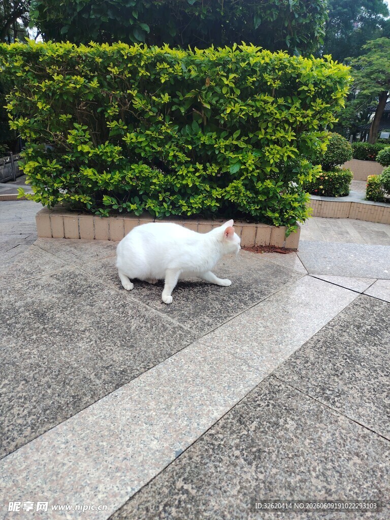 路边蹲坐的白色猫咪