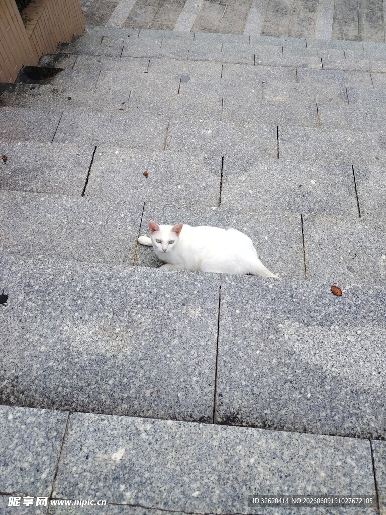 台阶上趴着的小白猫