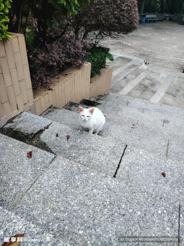路边的小白猫