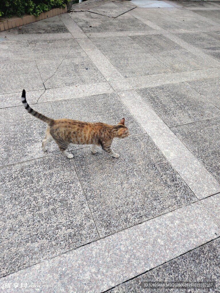 路上行走的花色猫咪