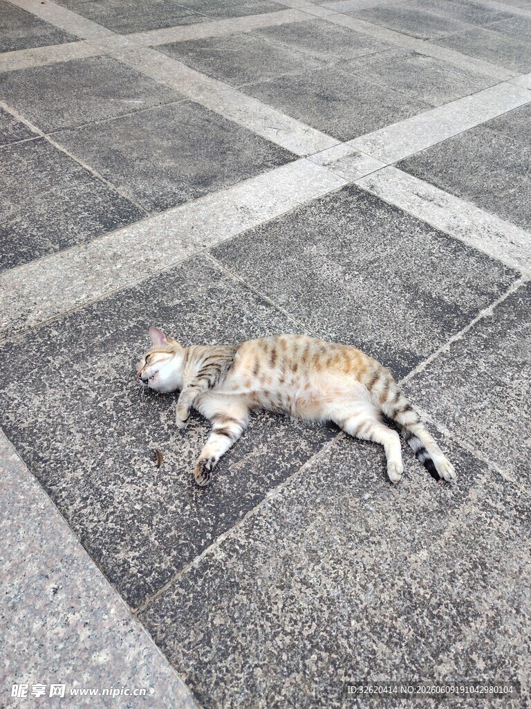 小猫惬意躺于石板地面