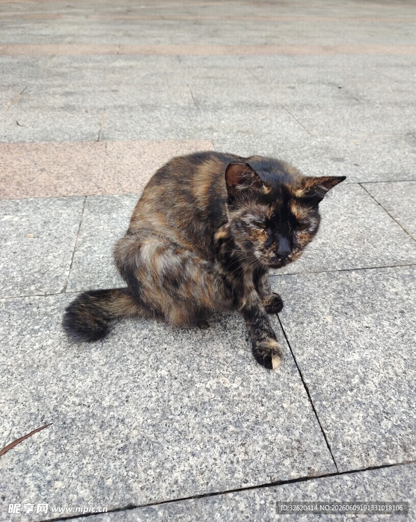 蹲坐的玳瑁猫
