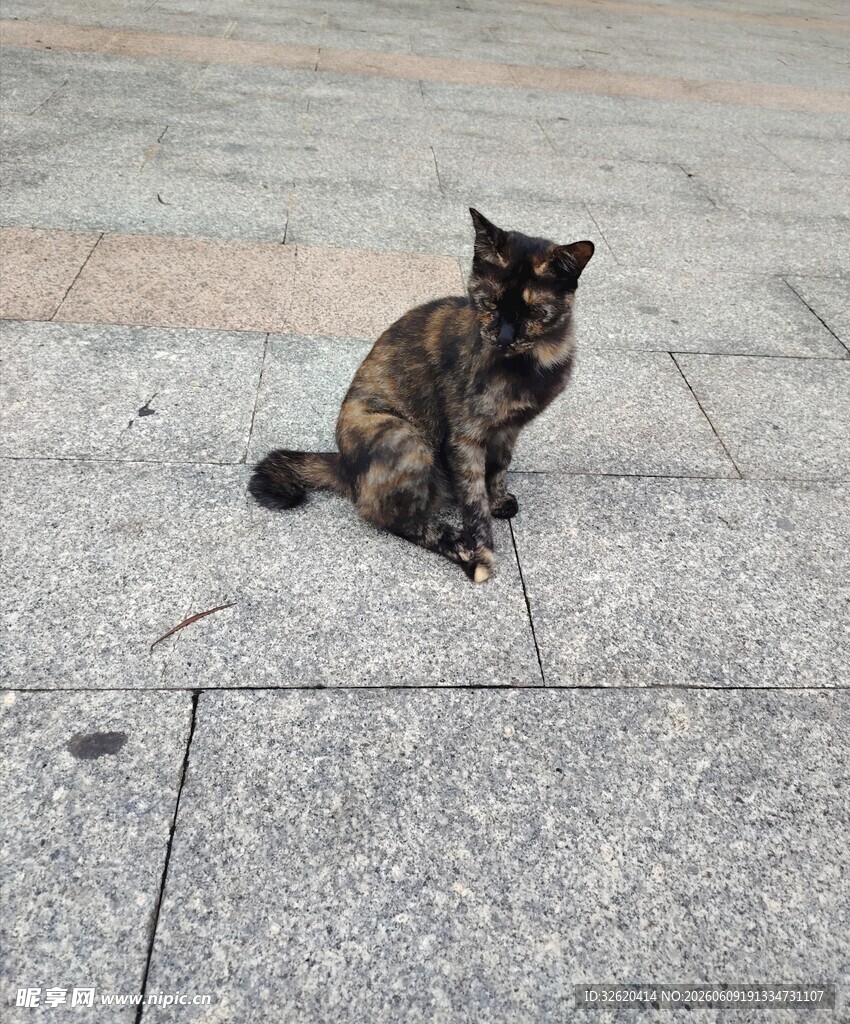 蹲坐的猫咪