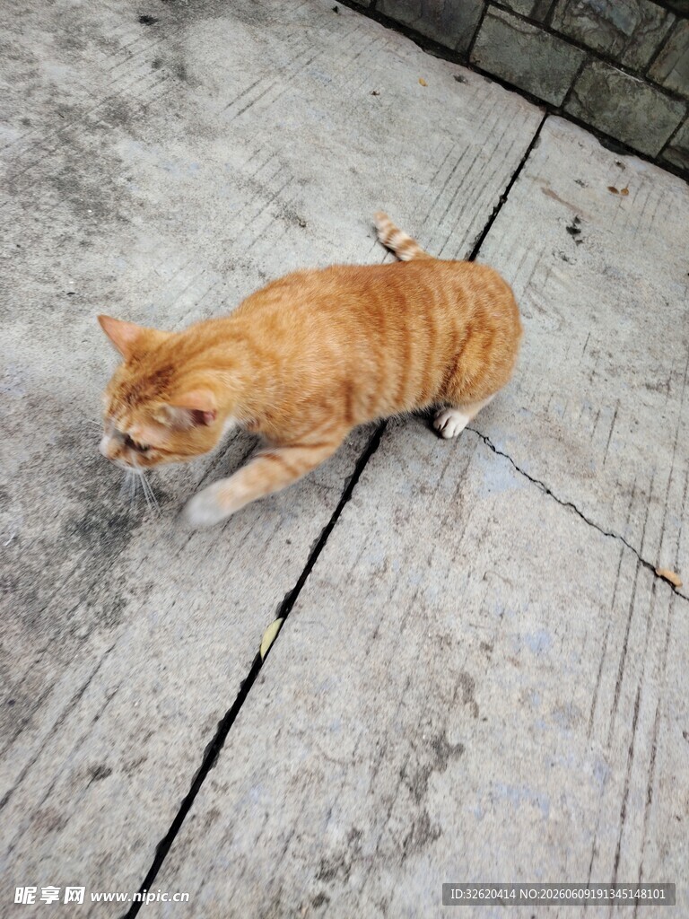 橘猫于地面专注嗅探