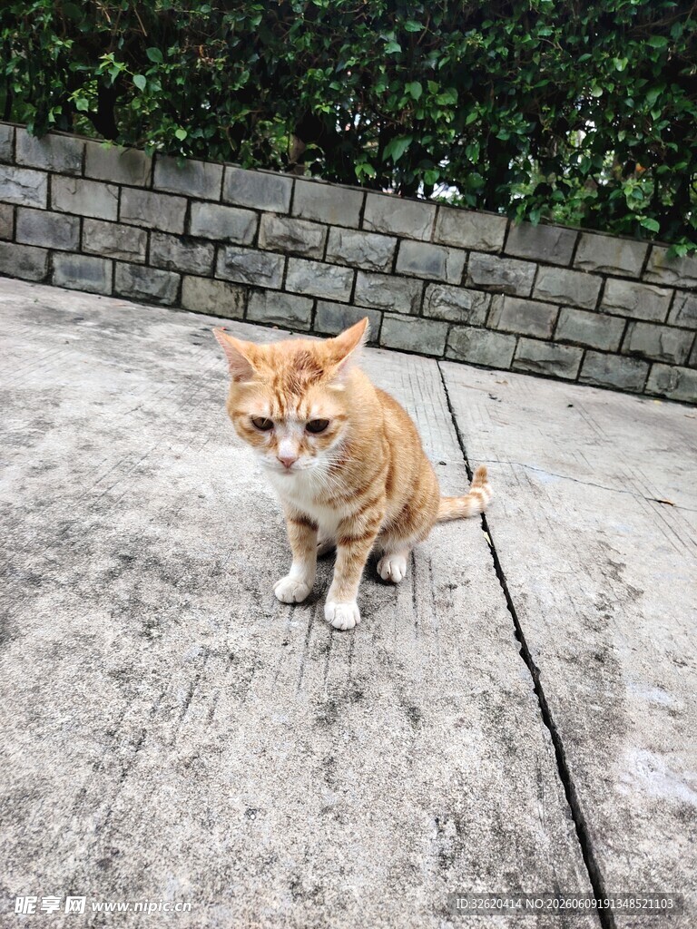 橘猫蹲坐水泥地面