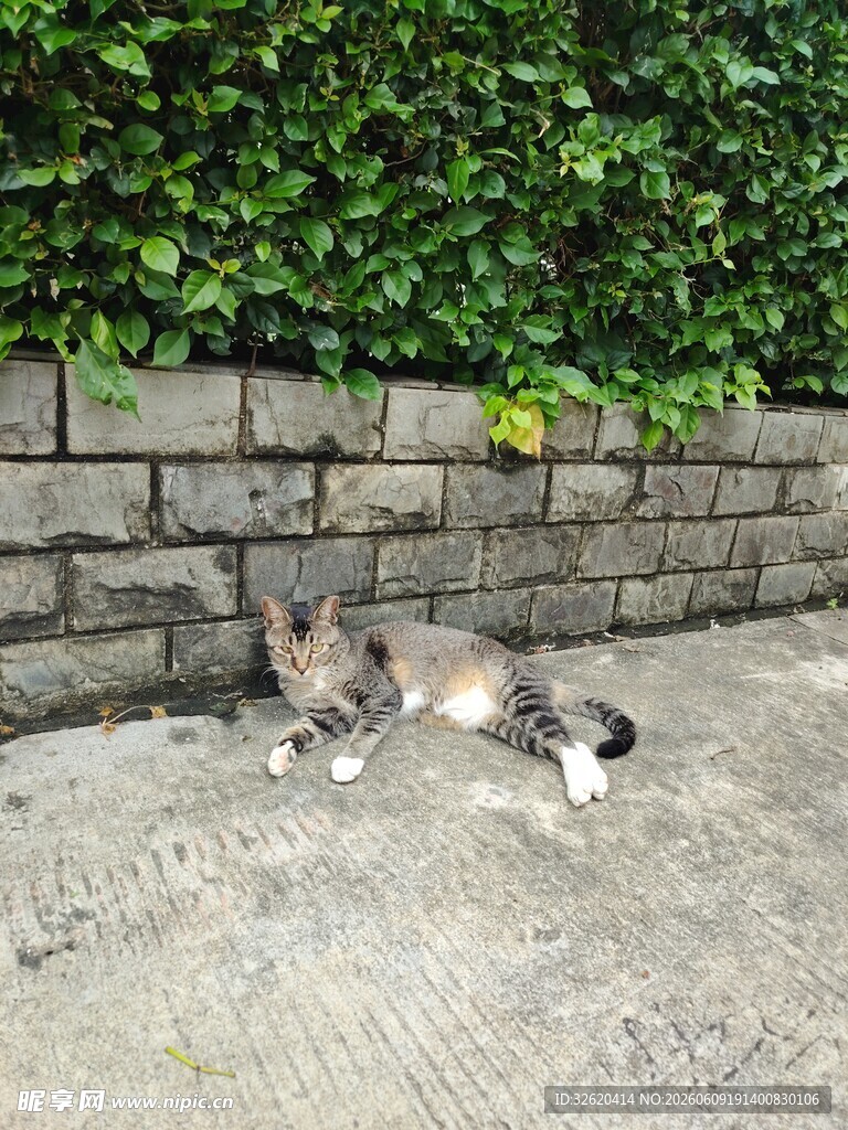 猫咪在户外玩耍