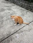 橘猫蹲坐水泥地面