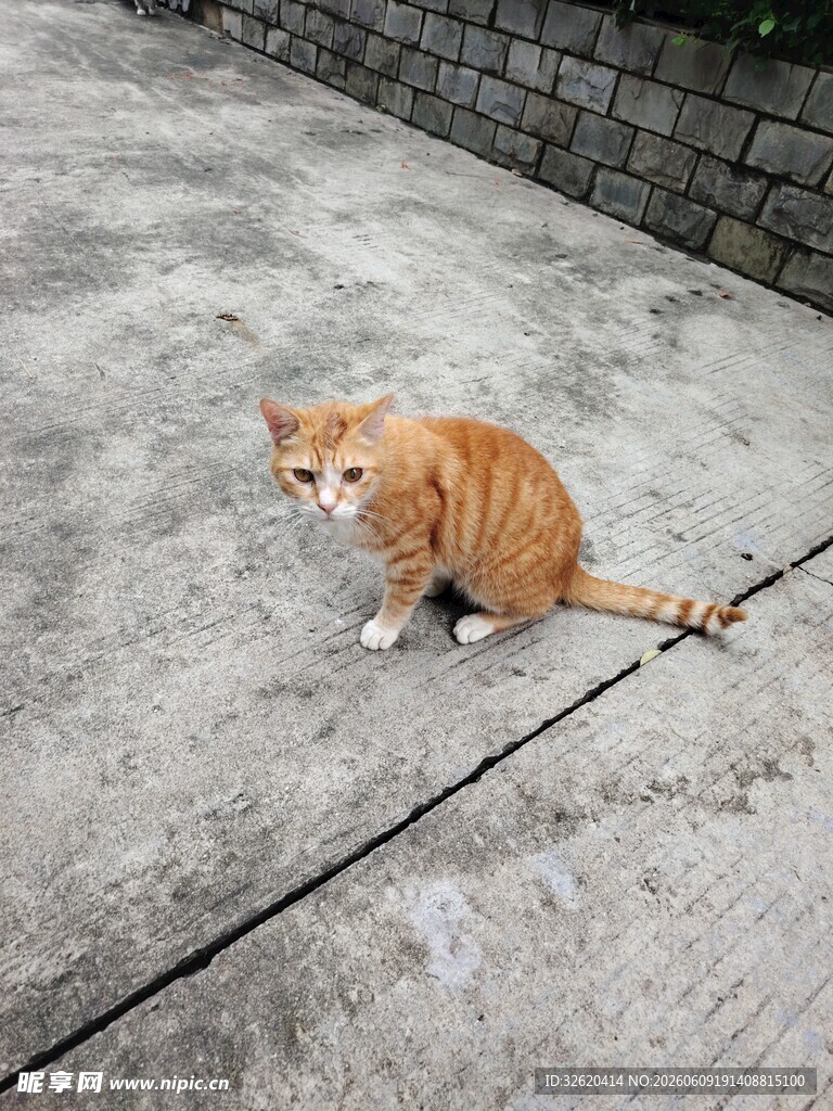 橘猫蹲坐水泥地面