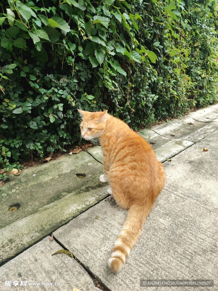橘猫于木栈道上回望