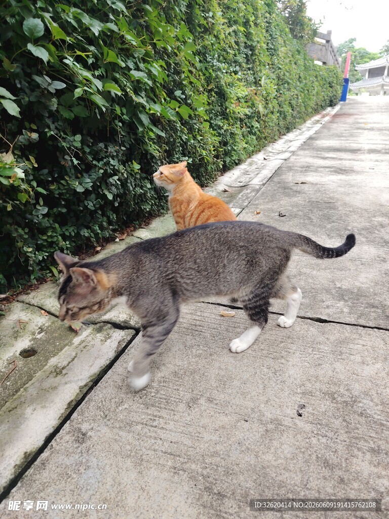 路边的两只猫咪