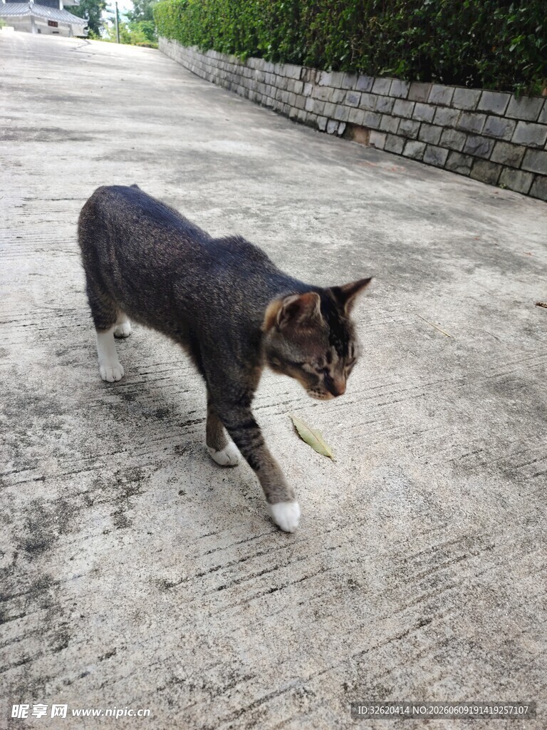路上行走的花色猫咪