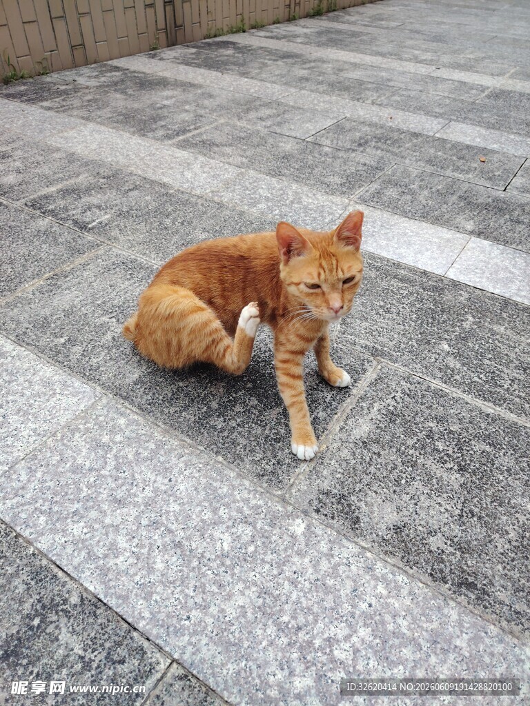 街头独坐的橘色小猫