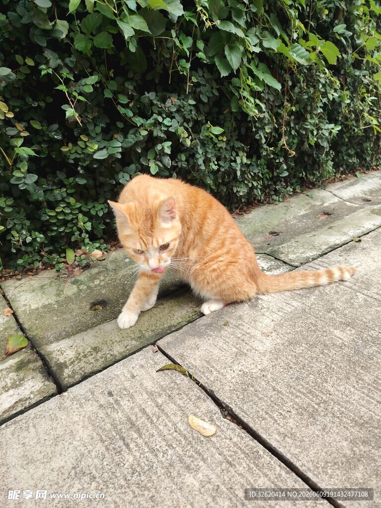 橘猫于石板路旁好奇张望