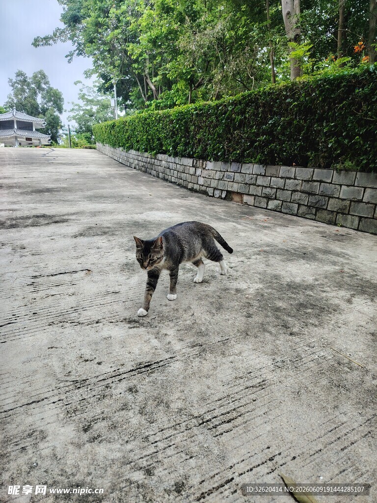 路上独行的灰猫