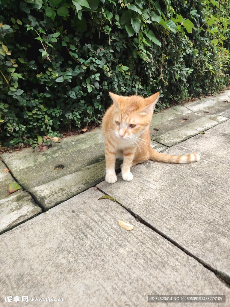 户外橘猫悠闲趴地