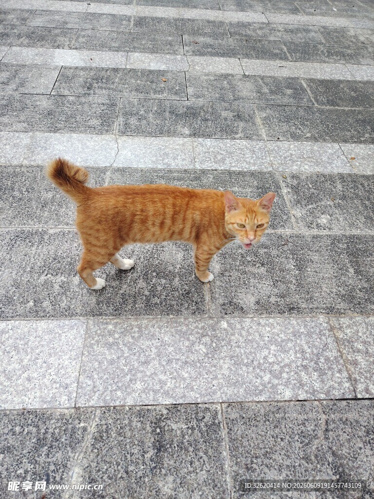 漫步的橘猫