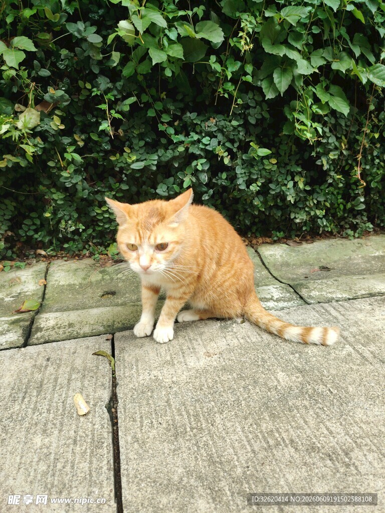 橘猫端坐于石板路面