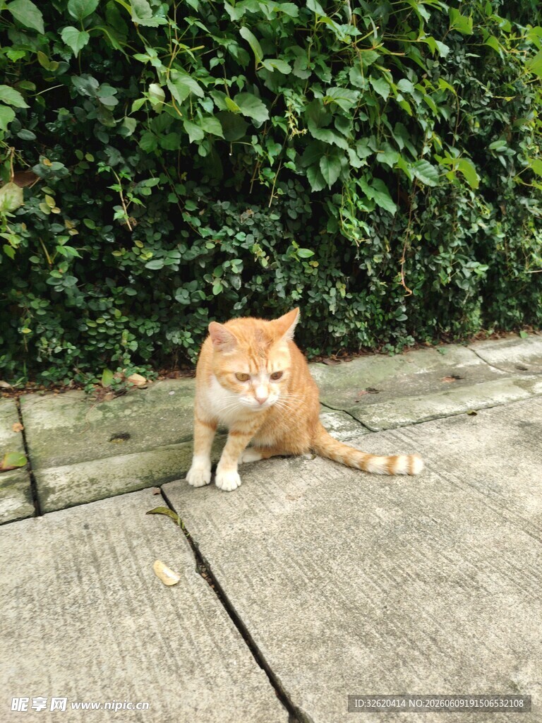 橘猫悠闲趴于石板路上