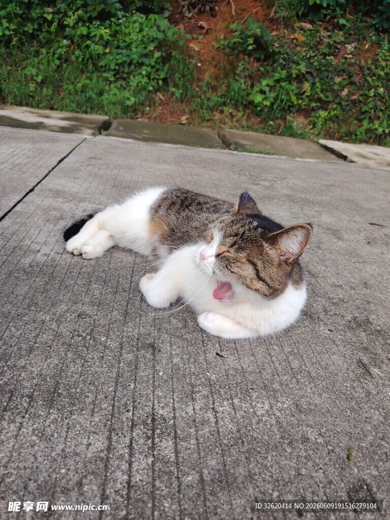 路边惬意躺卧的可爱猫咪