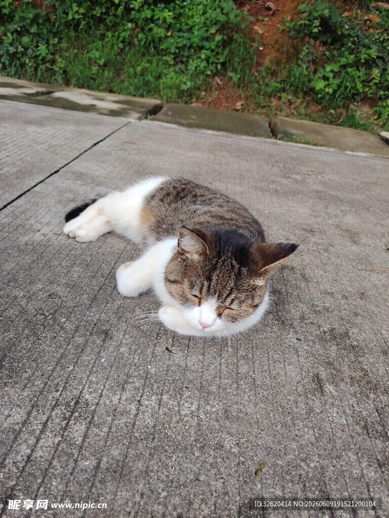路边惬意躺卧的可爱猫咪