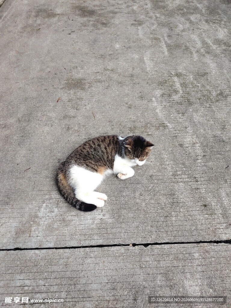 地上趴着的可爱小花猫