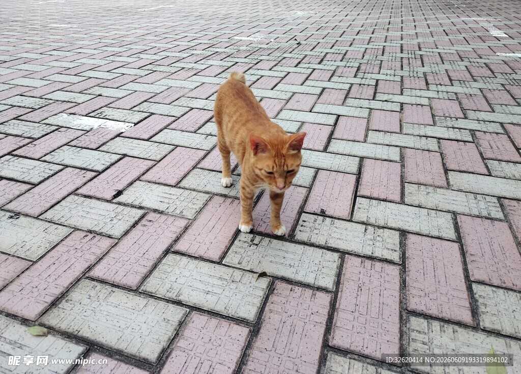 街头漫步的棕色猫咪